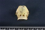 Common Goldeneye (Cranium (Axial) - Cranial)