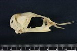 Common Murre (Cranium (Axial) - Right)