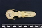 Canada Goose (Cranium (Axial) - Dorsal)