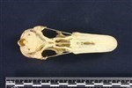 Canada Goose (Cranium (Axial) - Ventral)