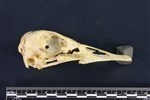 Canada Goose (Cranium (Axial) - Right)