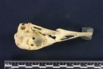 Canada Goose (Cranium (Axial) - Left)
