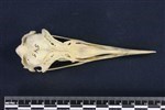 Common Murre (Cranium (Axial) - Dorsal)