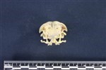 Common Murre (Cranium (Axial) - Cranial)