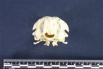 Common Murre (Cranium (Axial) - Caudal)