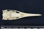 Double-crested Cormorant (Cranium (Axial) - Ventral)