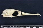 Double-crested Cormorant (Cranium (Axial) - Right)