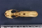 Northern Pintail (Cranium (Axial) - Ventral)