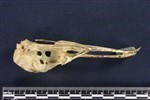 European Herring Gull (Cranium (Axial) - Left)