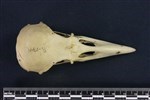 Common Raven or Northern Raven (Cranium (Axial) - Dorsal)