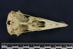 Common Raven or Northern Raven (Cranium (Axial) - Ventral)