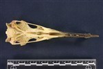 Common Loon (Cranium (Axial) - Ventral)
