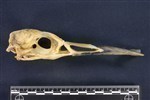 Common Loon (Cranium (Axial) - Right)