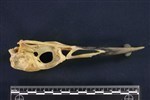Common Loon (Cranium (Axial) - Left)