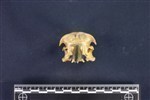 Common Loon (Cranium (Axial) - Cranial)