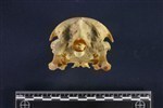 Common Loon (Cranium (Axial) - Caudal)