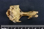 Oldsquaw (Cranium (Axial) - Ventral)