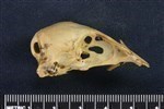 Oldsquaw (Cranium (Axial) - Right)
