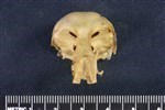 Oldsquaw (Cranium (Axial) - Cranial)
