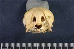 Oldsquaw (Cranium (Axial) - Caudal)