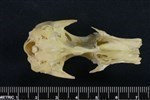 Mallard (Cranium (Axial) - Ventral)