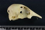 Mallard (Cranium (Axial) - Right)