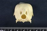 Mallard (Cranium (Axial) - Caudal)