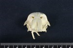 Greater Scaup (Cranium (Axial) - Cranial)