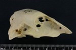 Tundra Swan (Cranium (Axial) - Right)