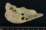 Tundra Swan (Cranium (Axial) - Left)