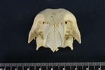 Tundra Swan (Cranium (Axial) - Cranial)