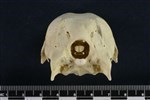 Tundra Swan (Cranium (Axial) - Caudal)