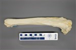 Black Bear (Tibia (Right) - Lateral)