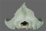Black Bear (Cranium (Axial) - Caudal)