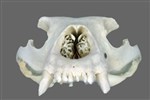 Black Bear (Cranium (Axial) - Cranial)