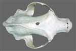 Black Bear (Cranium (Axial) - Dorsal)