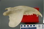 Black Bear (Jaw (Axial) - Left)