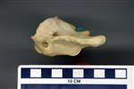 Black Bear (Cervical Vertebrae 1 - Atlas (Axial) - Right)