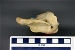Black Bear (Cervical Vertebrae 1 - Atlas (Axial) - Left)