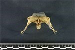 European Herring Gull (Synsacrum (Axial) - Cranial)