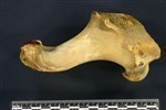 Bearded Seal (Humerus (Left) - Lateral)