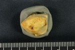 Bearded Seal (Distal Carpal 1 -Trapezium (Left) - Posterior)