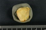 Bearded Seal (Distal Carpal 1 -Trapezium (Left) - Distal)