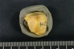 Bearded Seal (Distal Carpal 1 -Trapezium (Left) - Proximal)