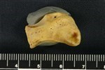 Bearded Seal (Distal Carpal 3 - Magnum / Capitate (Left) - Medial)