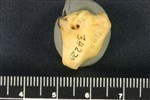 Bearded Seal (Distal Carpal 4- Hamate (Left) - Anterior)