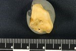 Bearded Seal (Distal Carpal 4- Hamate (Left) - Posterior)