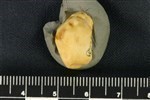 Bearded Seal (Distal Carpal 4- Hamate (Left) - Proximal)