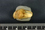Bearded Seal (Carpal Accessory - Pisiforme (Left) - Distal)
