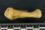 Bearded Seal (Metacarpal 1 (Left) - Lateral)
